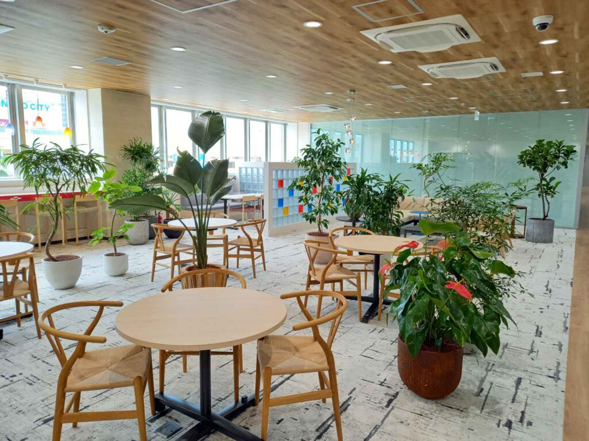 オフィス空間に設置されたハイドロカルチャーグリーン