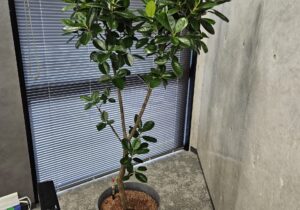 AMERICAN　ENGINEERING　CORPORATION